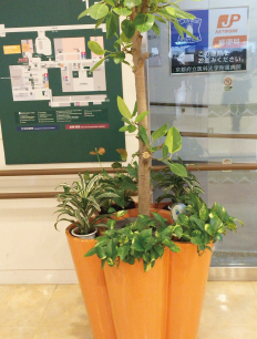 京都府立医科大学附属病院「院内緑化推進プロジェクト」応援